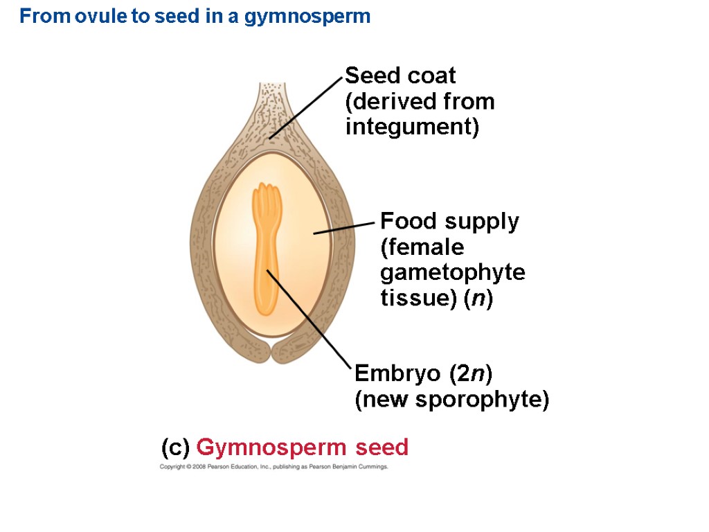 From ovule to seed in a gymnosperm Seed coat (derived from integument) (c) Gymnosperm